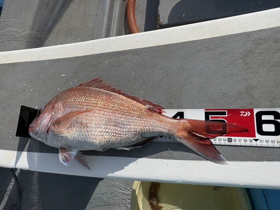 大型真鯛がチャンス！