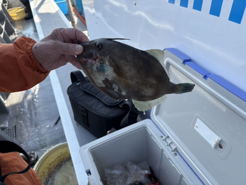 ウタセ五目船終了間近です!