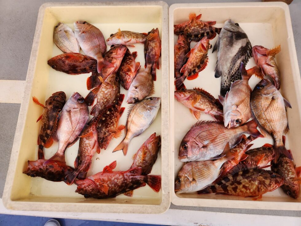 午後ショート便ウタセ五目も凄い！