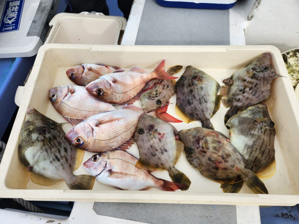 明日(水)タチウオ船出船確定！かなり空き多数、朝の飛び入り大歓迎