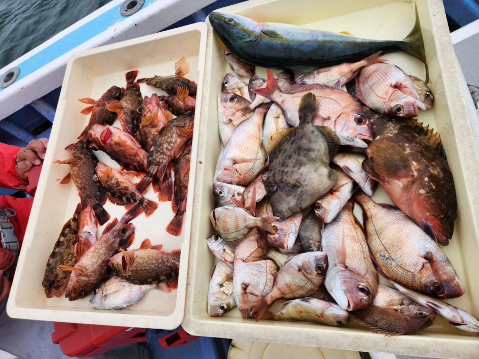 港前高級魚爆発！