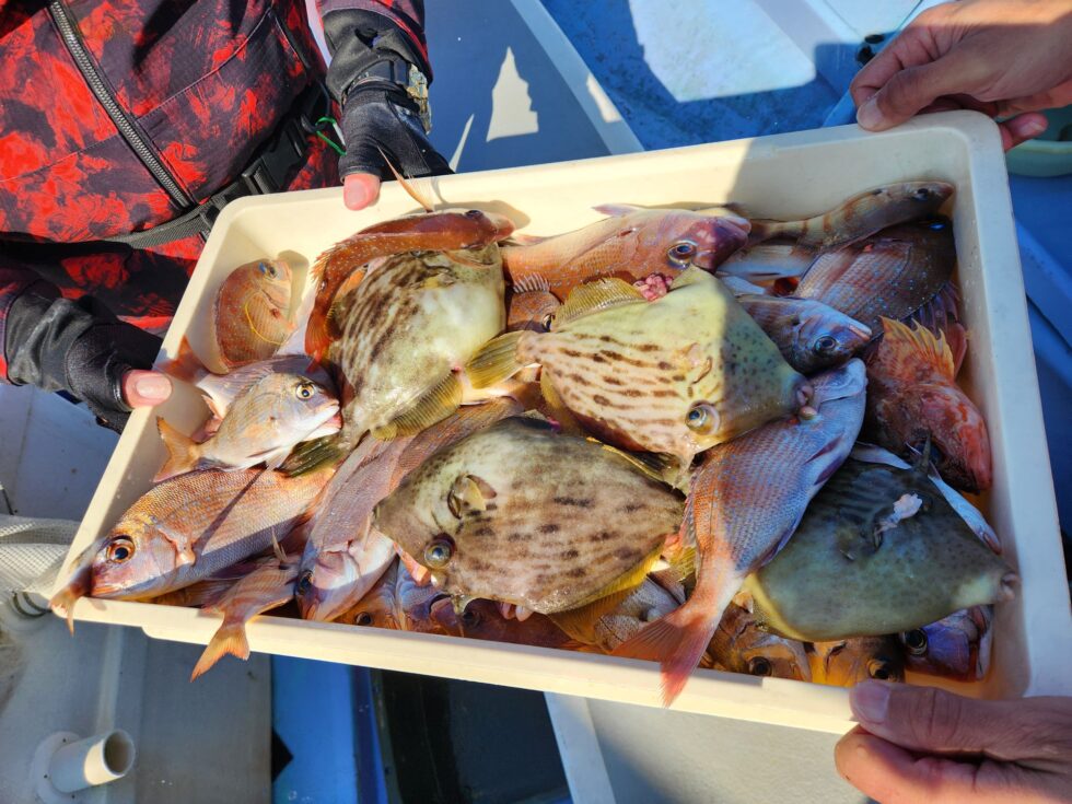 ウタセ五目入れ食い！明日(月)も出船確定！一つテンヤ真鯛船も出船確定です。