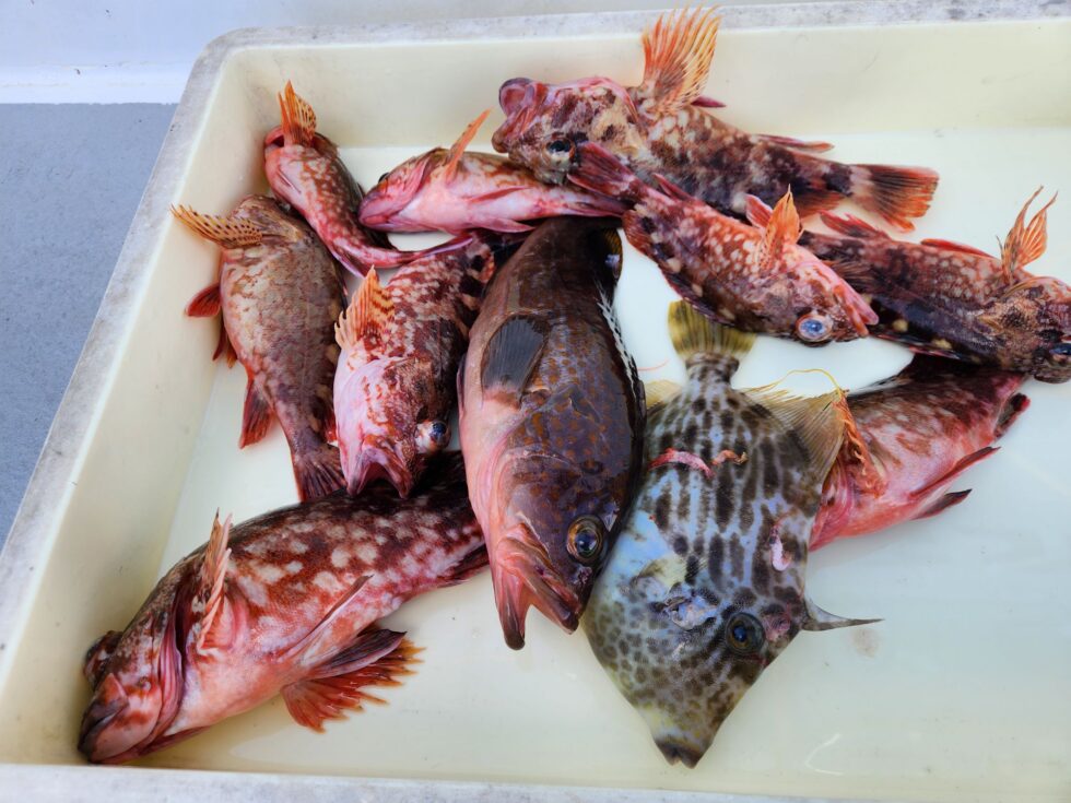 カサゴがデカかったー！