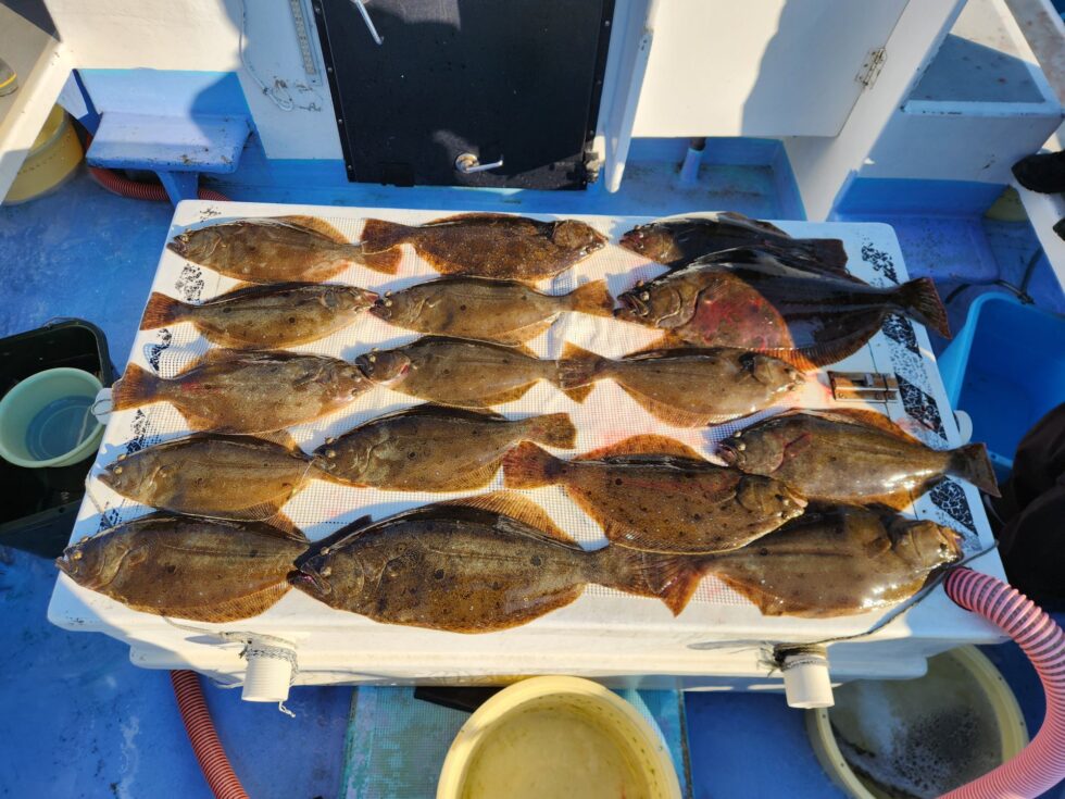 イワシ泳がせ船！ヒラメ好調ー！