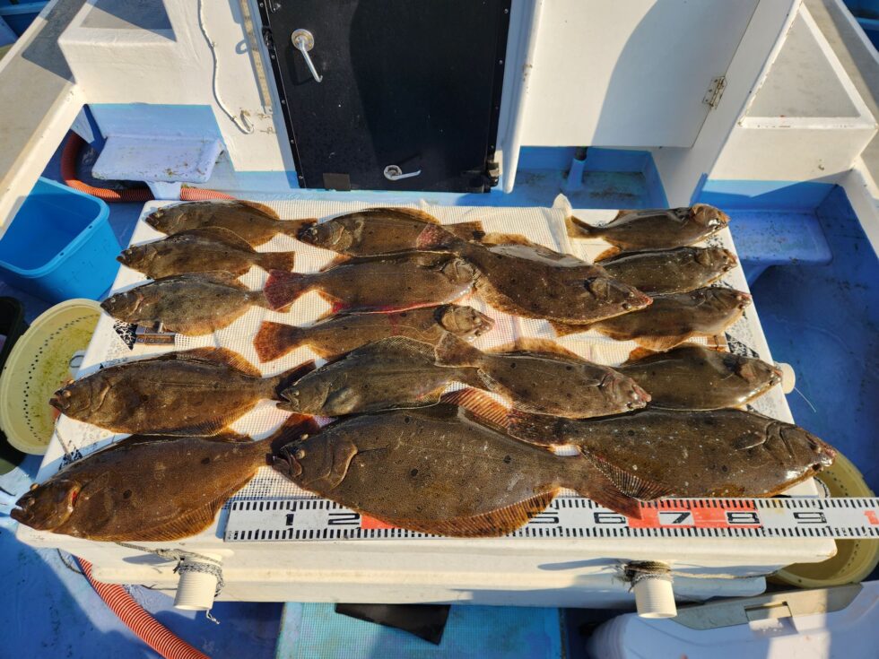 イワシ泳がせ船、ヒラメ荒食い！