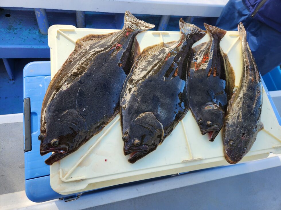 明日(月祝)もイワシ泳がせ出船確定です！