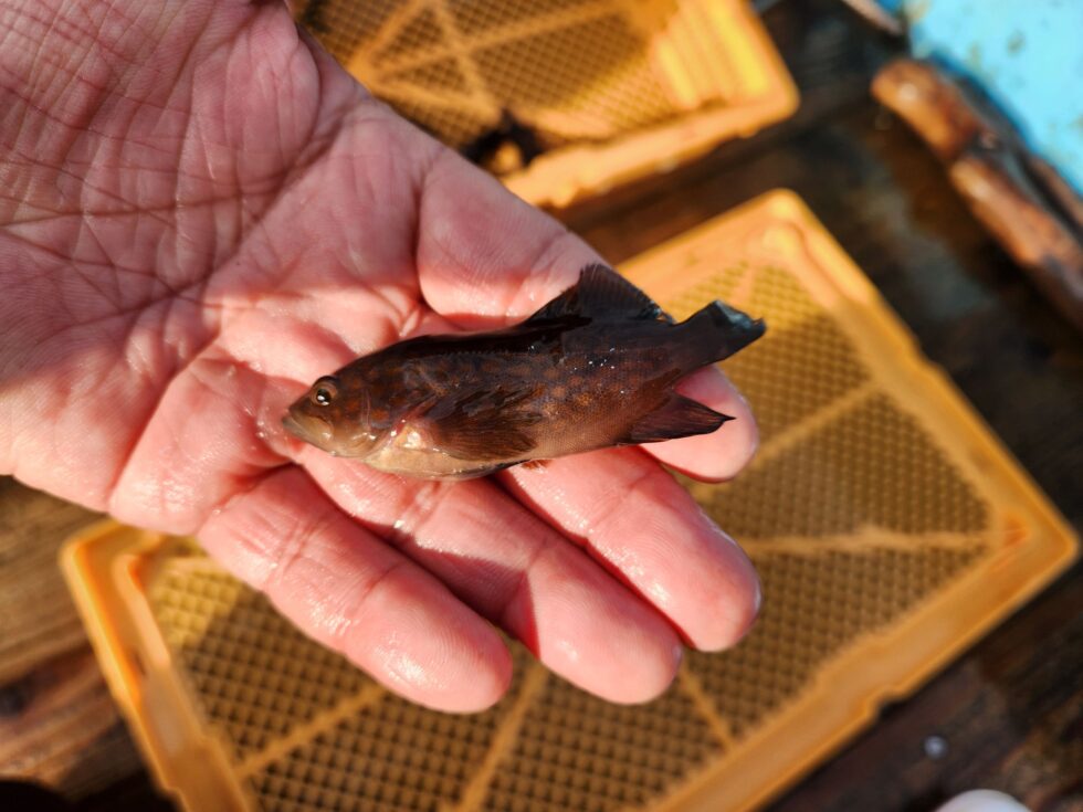 キジハタ！放流の成果抜群！