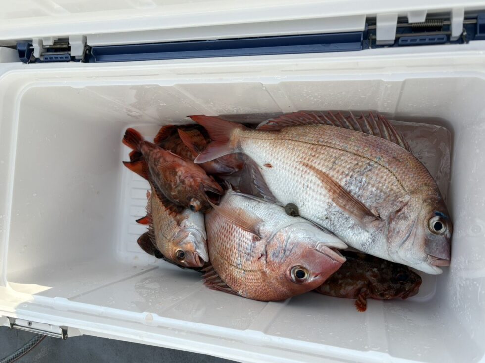 真鯛、良いサイズでしたよ!