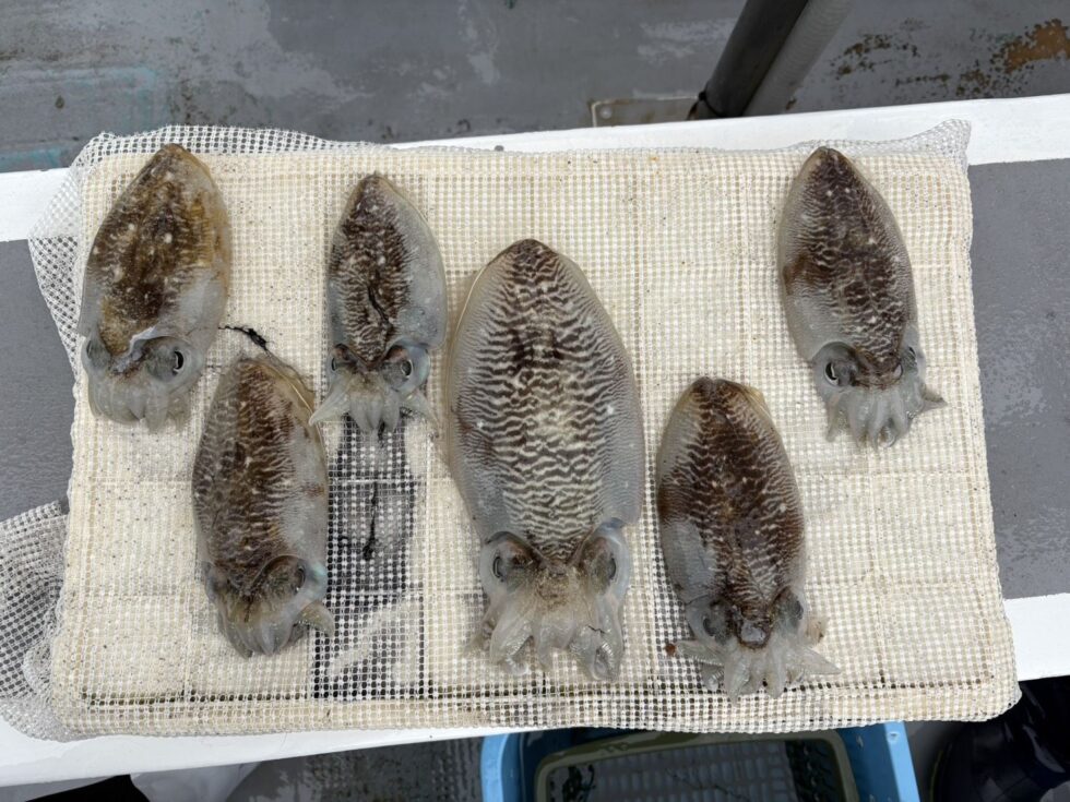 コウイカチャンス！