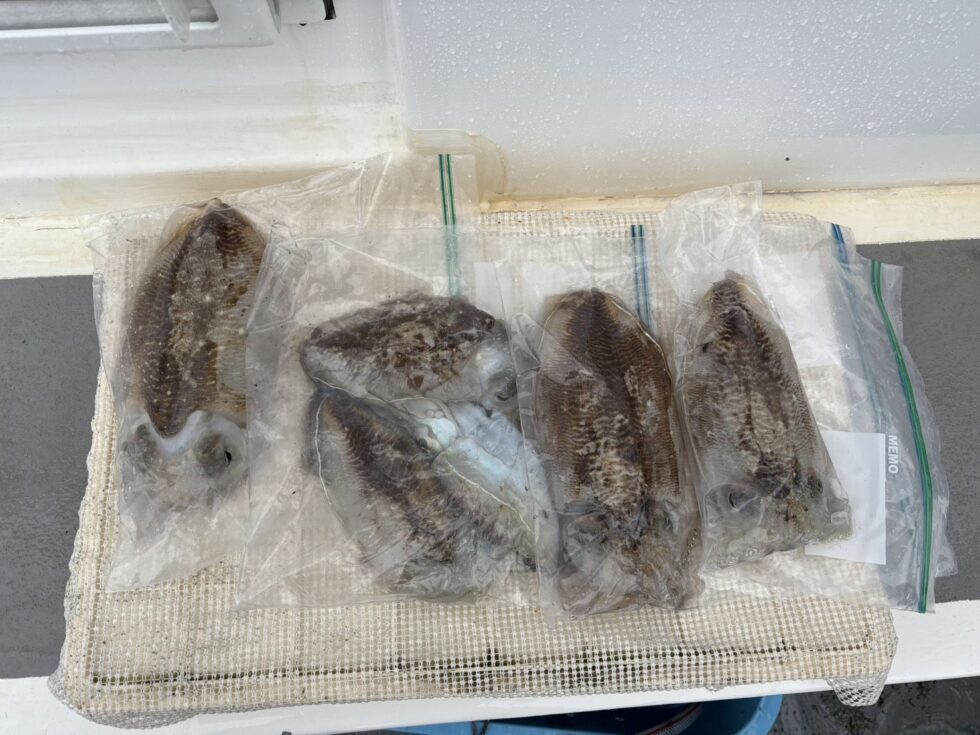 恒例コウイカ釣りへ！