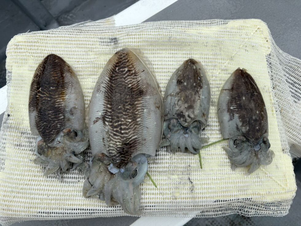 泳がせ釣り、コウイカ釣り、予約受付中！