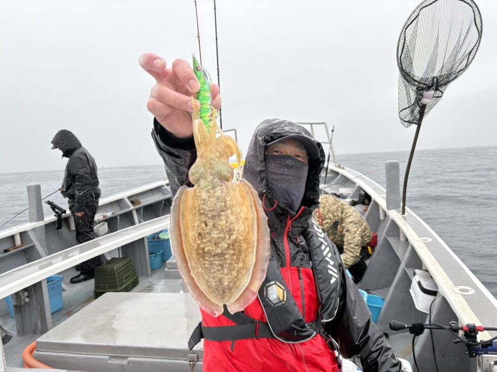 肉厚コウイカのりのり！