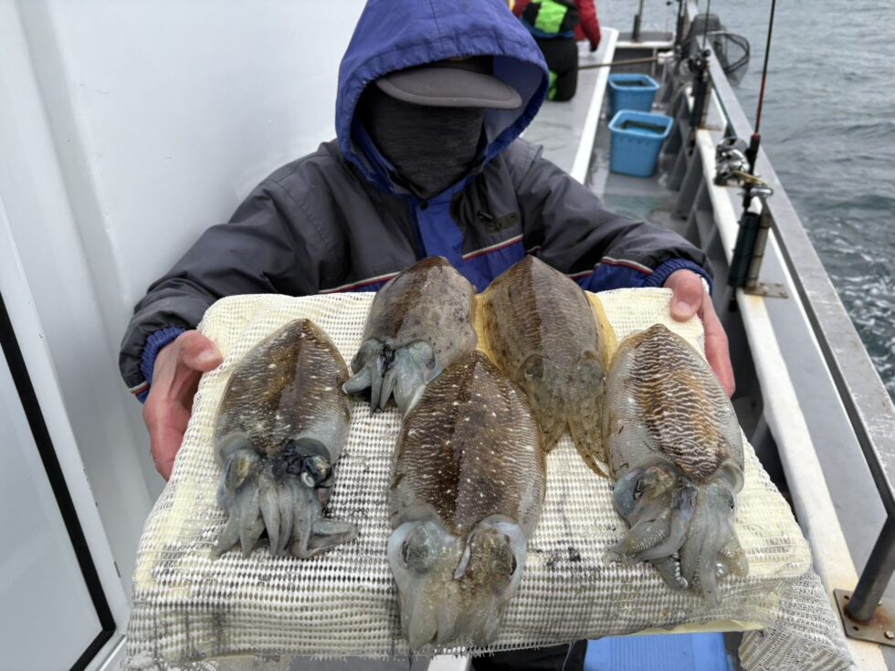 肉厚コウイカ大チャンス到来中！