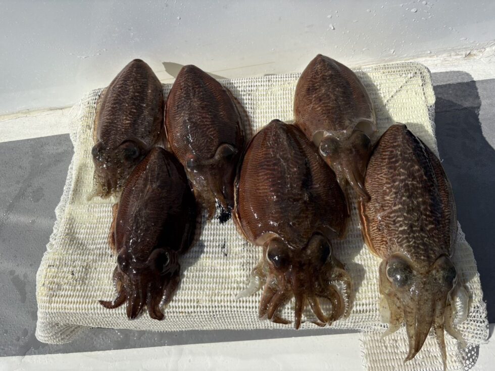 絶品コウイカチャンス！