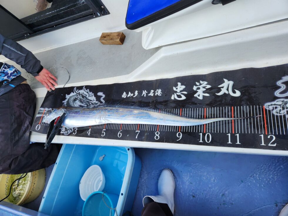 明日(日)泳がせ船出船確定です！