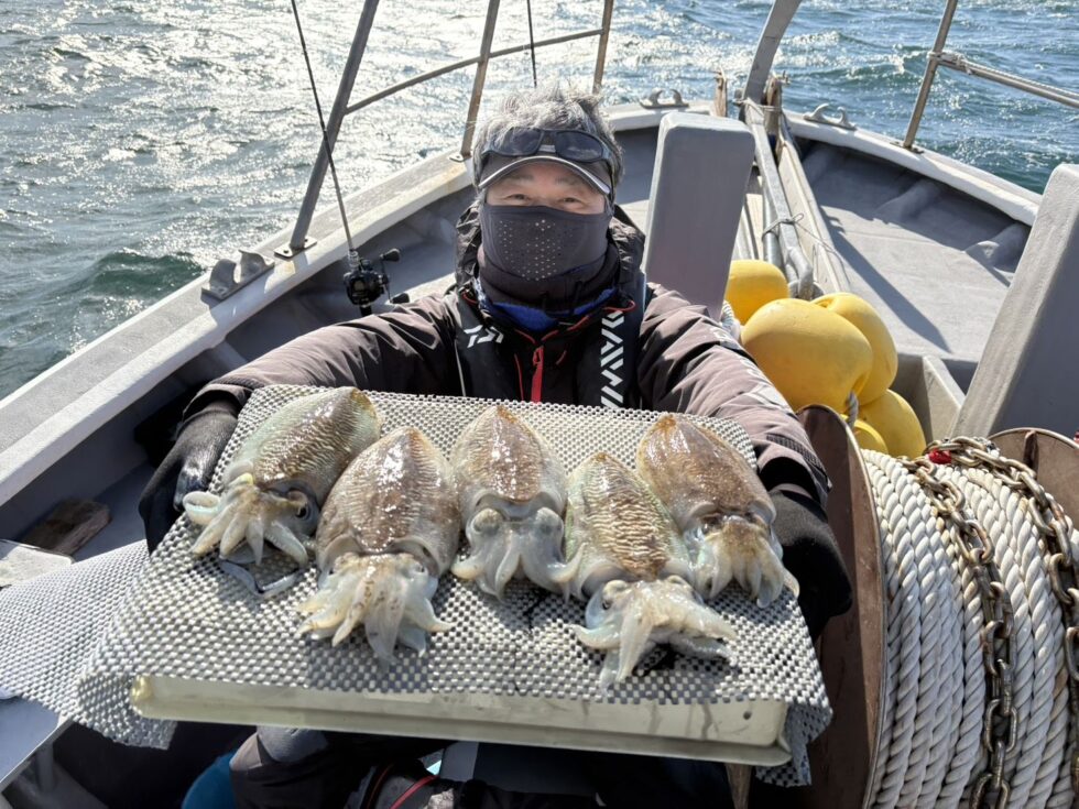 肉厚コウイカ好調！