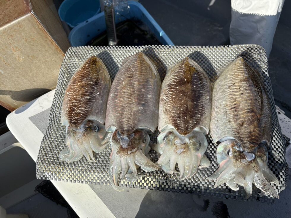 脅威の船中61杯！ぼこぼこ！