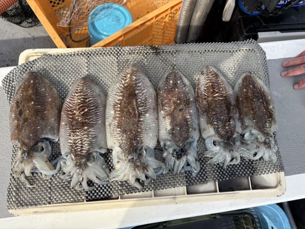 明日(金)最高の釣り日和になりますよ。空き多数