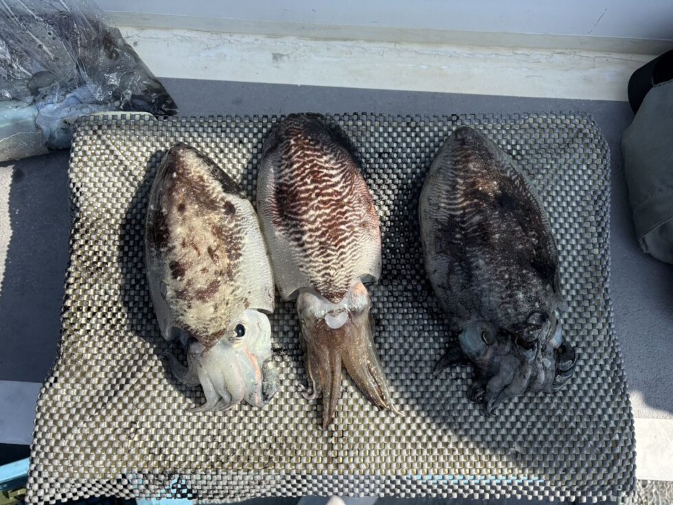 泳がせ船、コウイカ船、予約受付中!