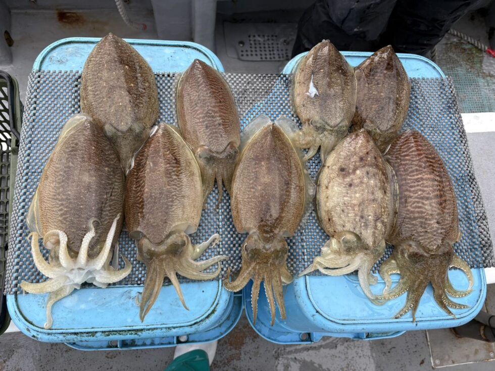 明日(金)泳がせ船、コウイカ船、出船確定です！朝の飛び入りOKですよ。