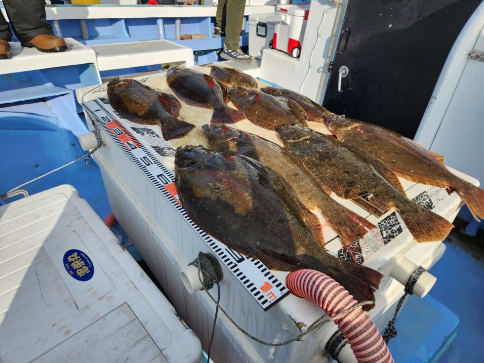 明日(日)コウイカ空き多数、朝の飛び入りOK