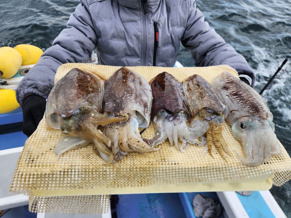 日に日にサイズアップ！