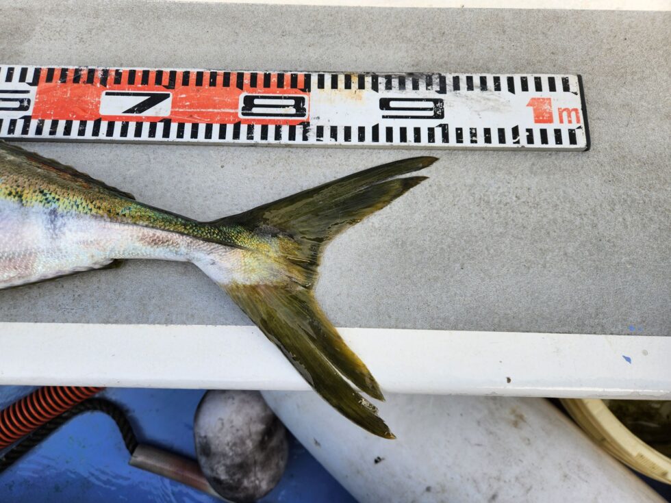 コウイカ船、泳がせ船、ともに絶好調でした