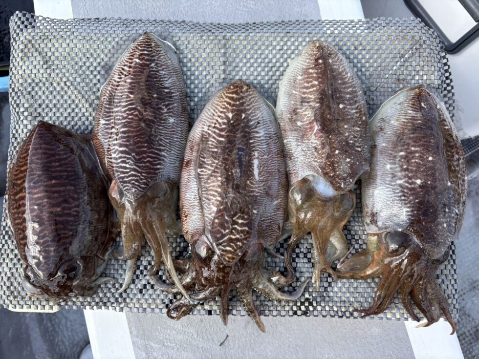 肉厚コウイカのりのり!