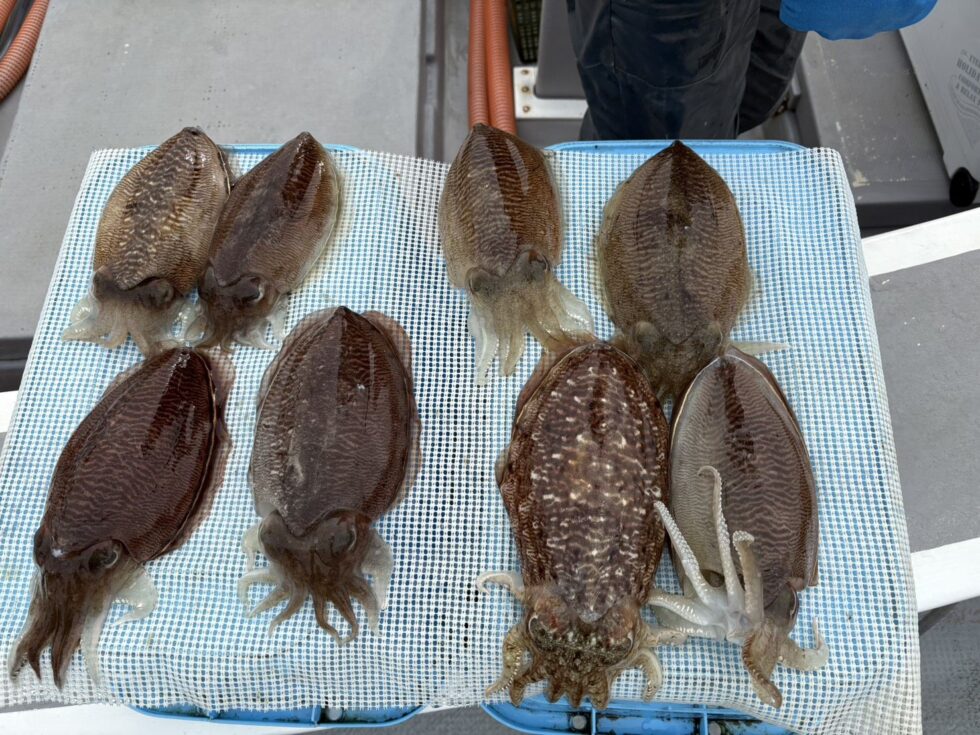 コウイカぼこぼこ日和でした！