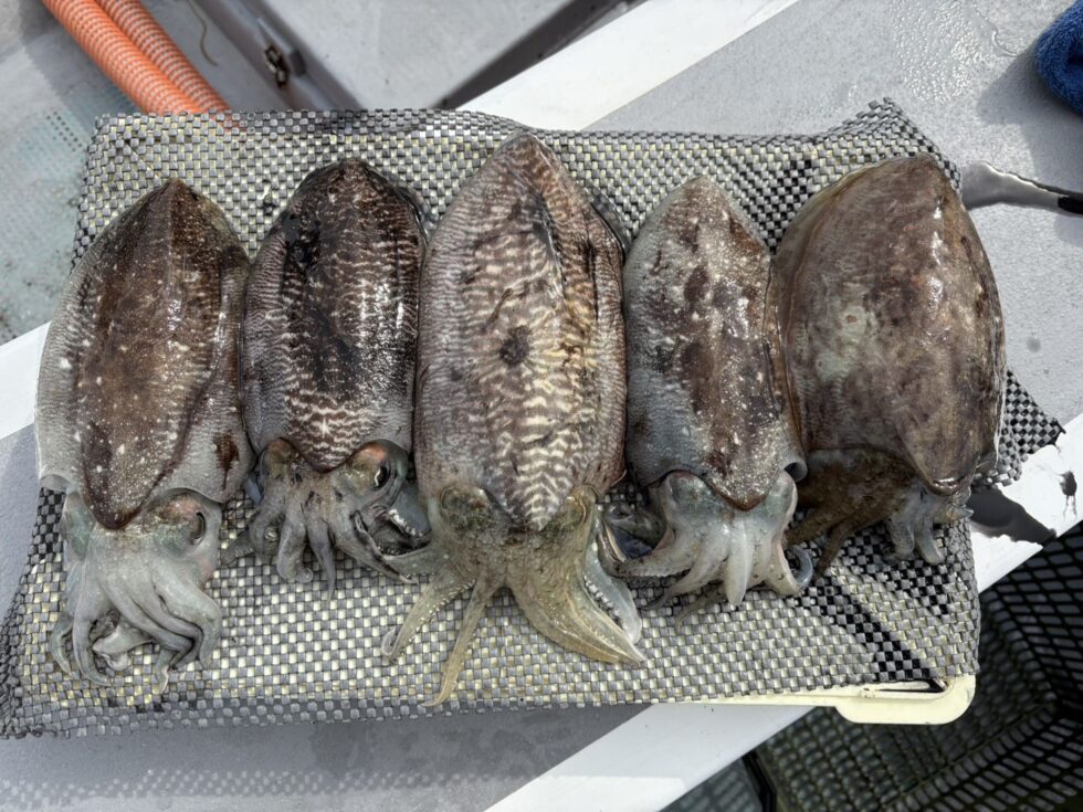 肉厚コウイカ、刺身、天ぷら最高ですよ