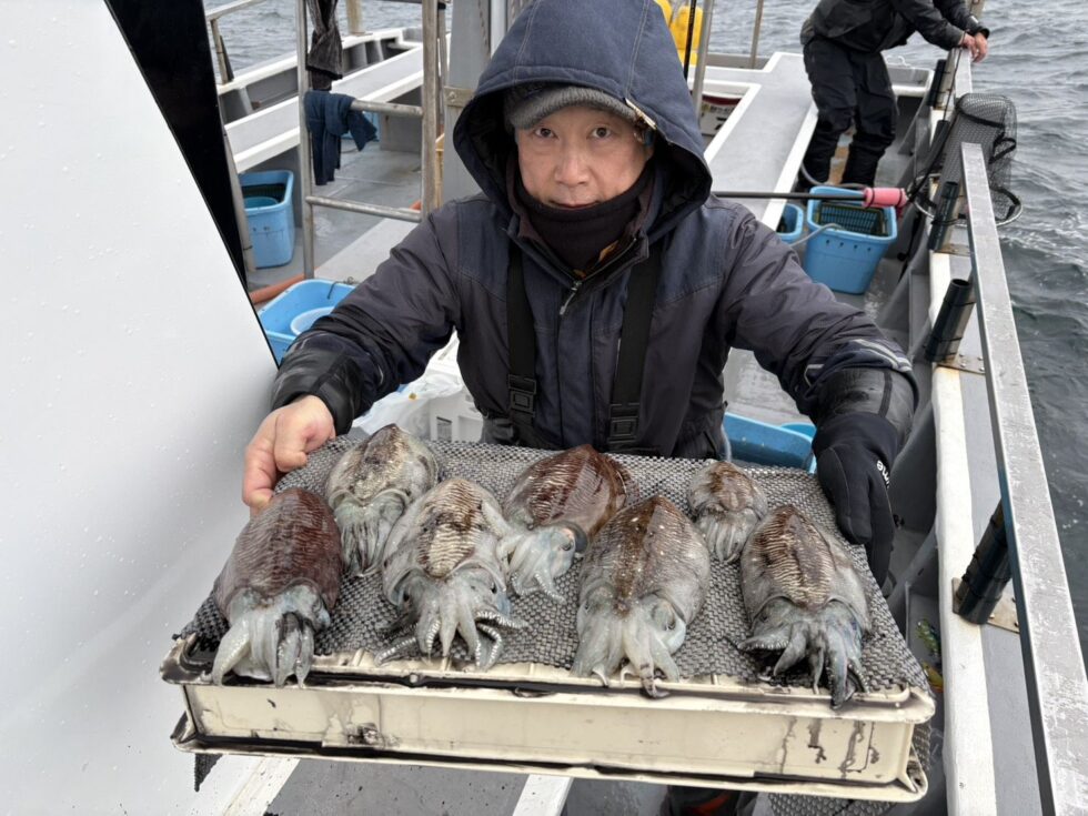 今日も肉厚コウイカぼこぼこー!