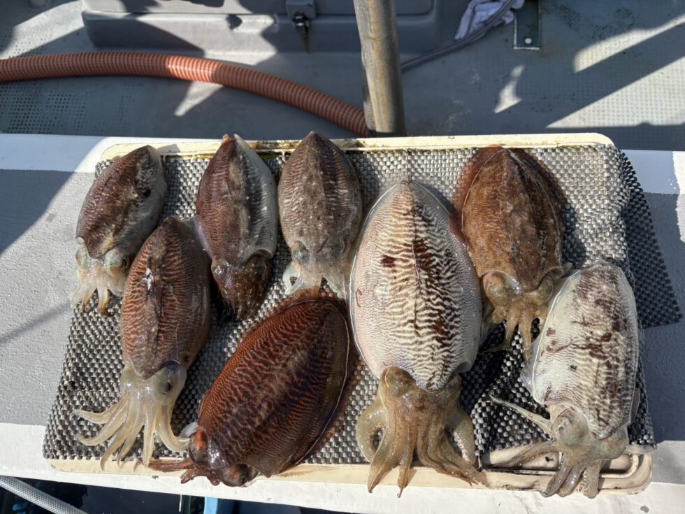 人気の肉厚コウイカ絶好調ー！