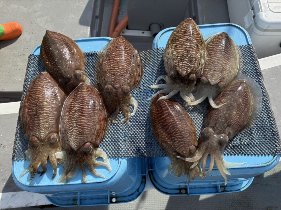 釣れてる時に是非!