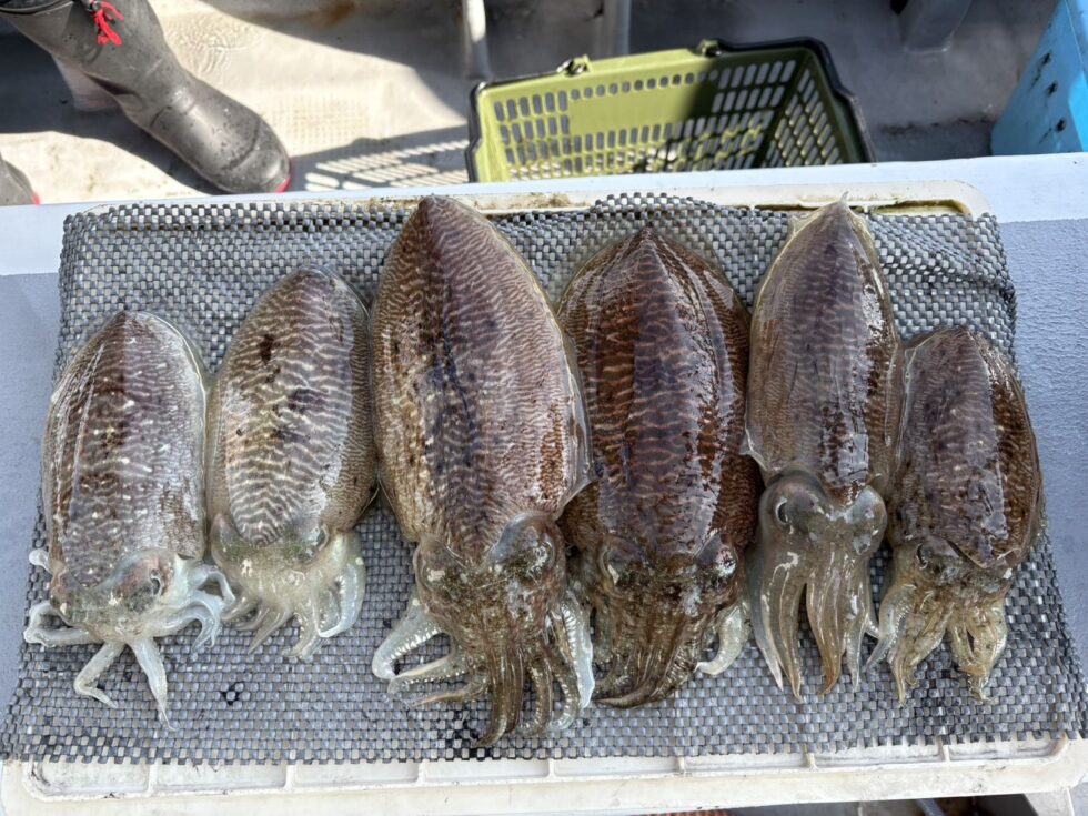 圧巻の釣果を記録!