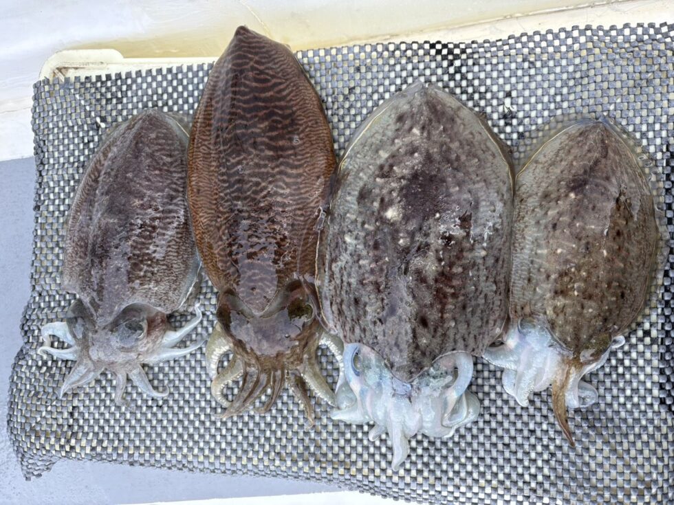 本日はコウイカ船のみ出船でした。