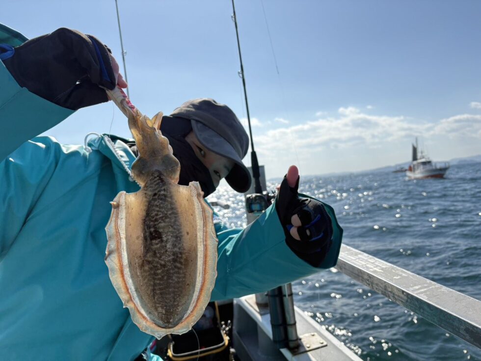 大人気のコウイカ！