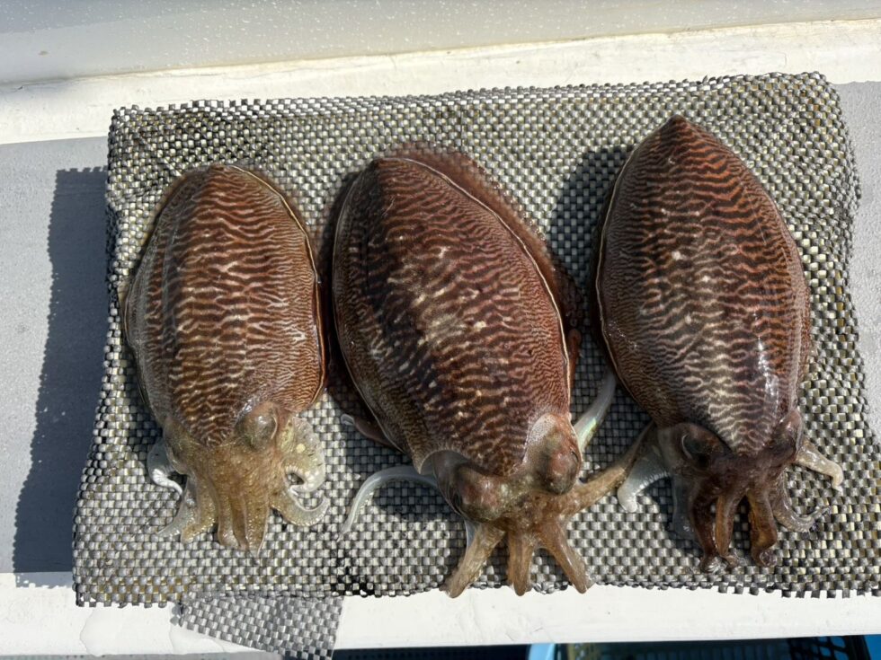 明日も楽しみです！