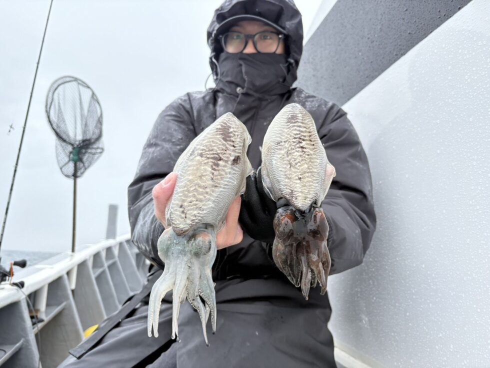 肉厚コウイカ！