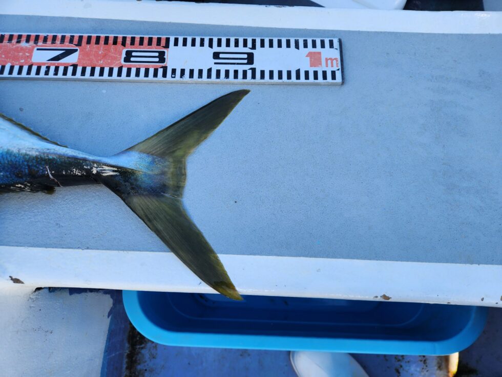 明日(月)泳がせ出船確定です!朝の飛び入りOKですよ。