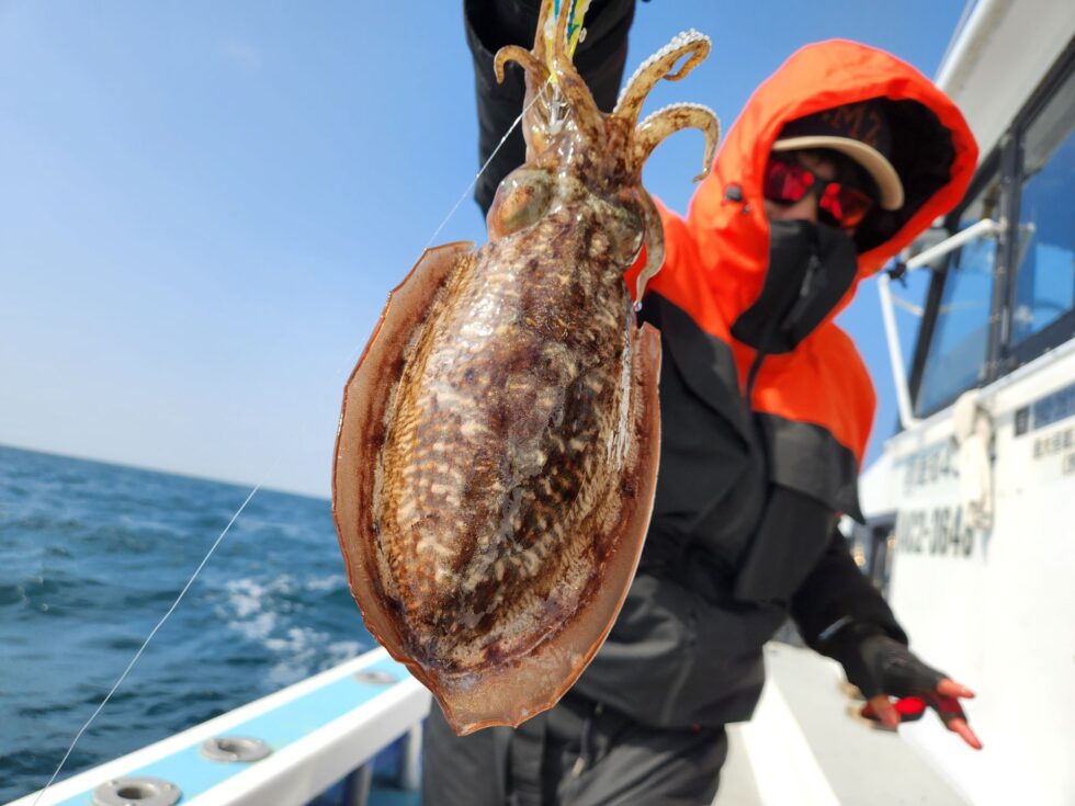 コウイカ！日に日にサイズUp！