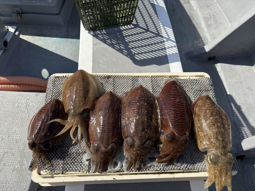 明日(月)かなり空き多数、チャンス!