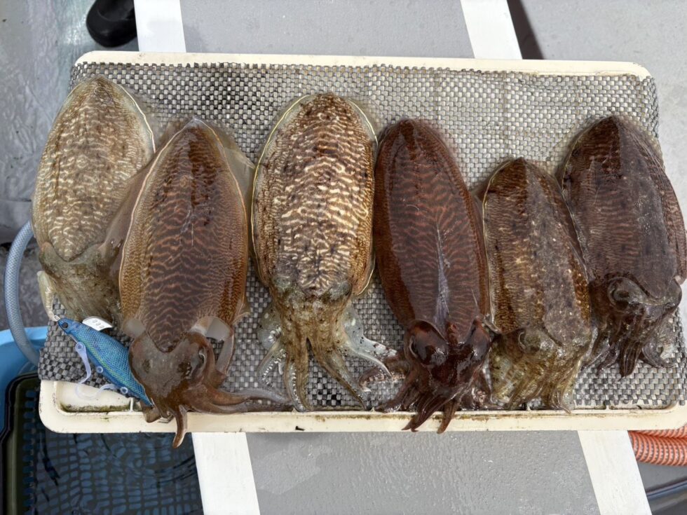 コウイカチャンス！