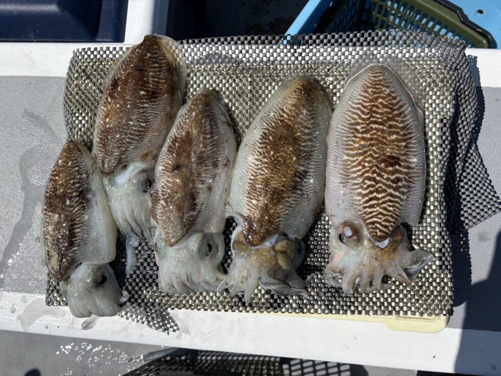 バラシ克服できたら10杯超えそうな勢いでした！