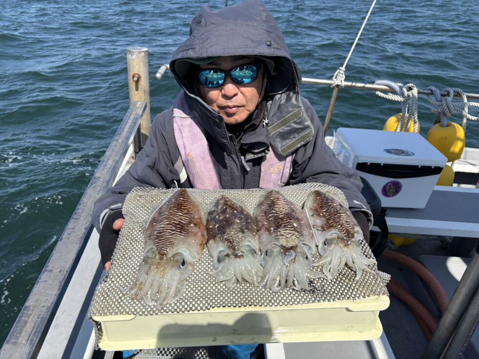 肉厚コウイカ大チャンス！