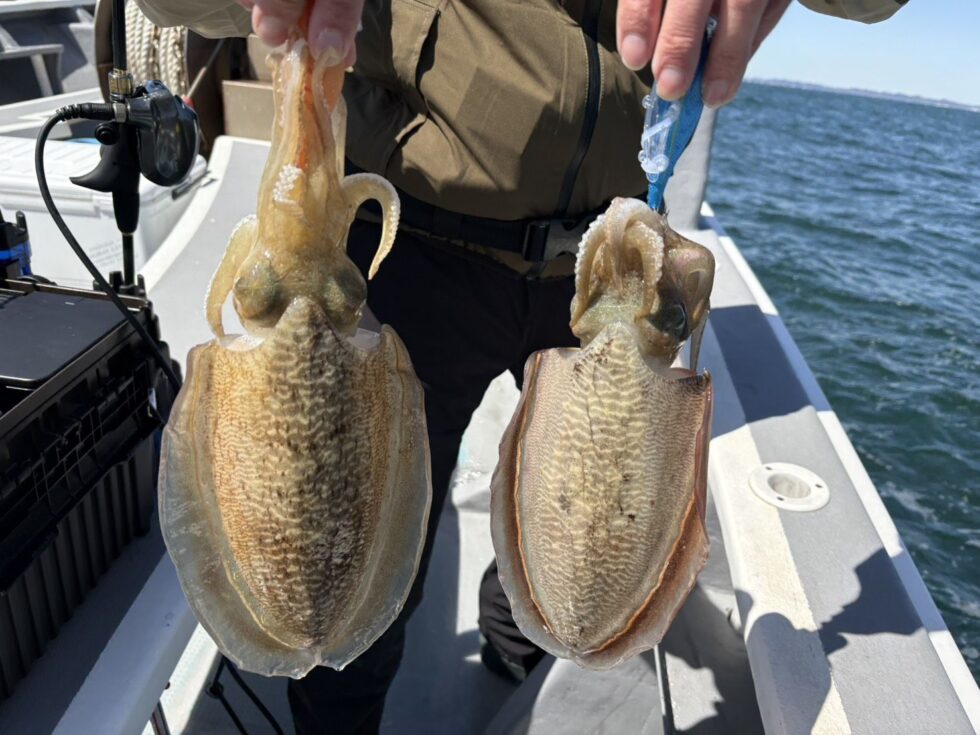 明日(日)ウタセ五目釣り、コウイカ釣り、出船確定！朝の飛び入りOKですよ。