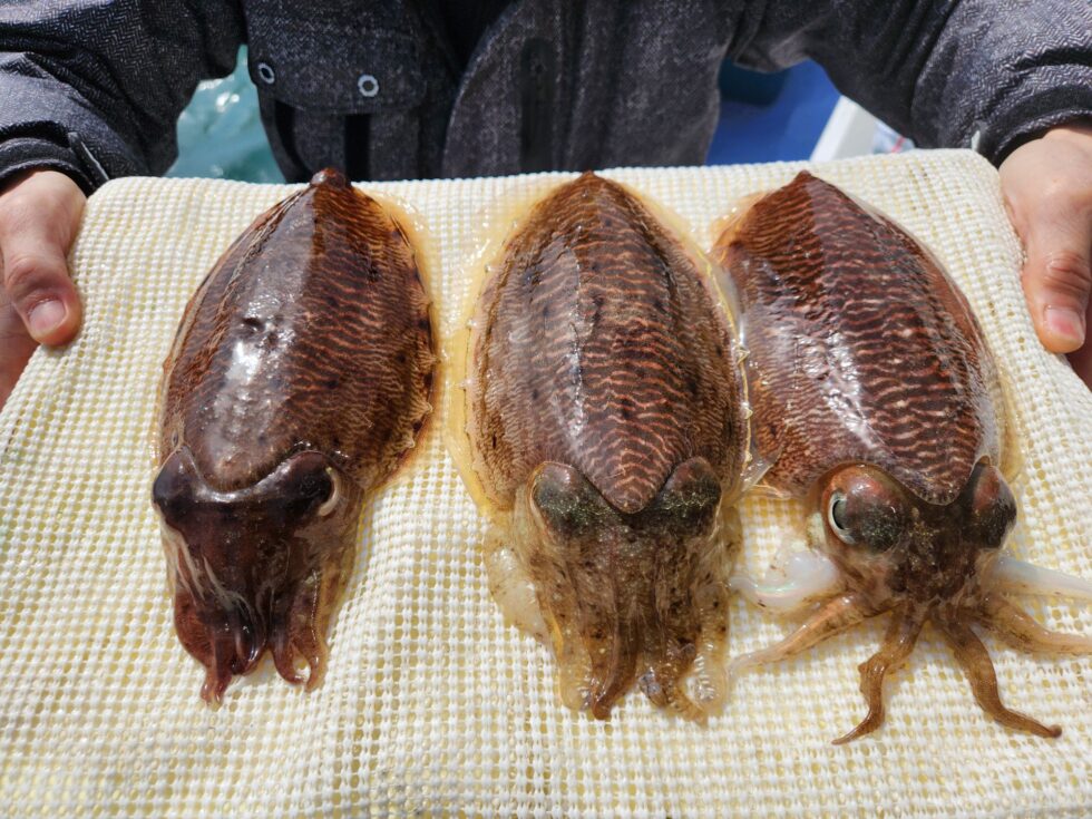 コウイカ巨大化！