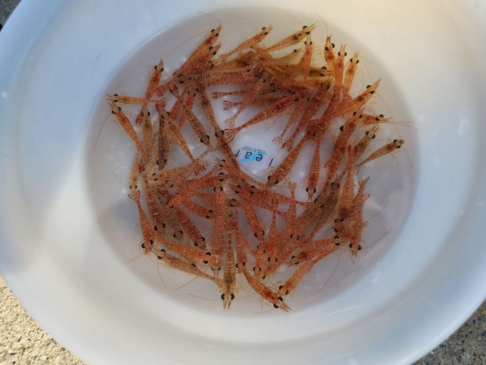 明日、コウイカ出船確定！ウタセ五目募集中！