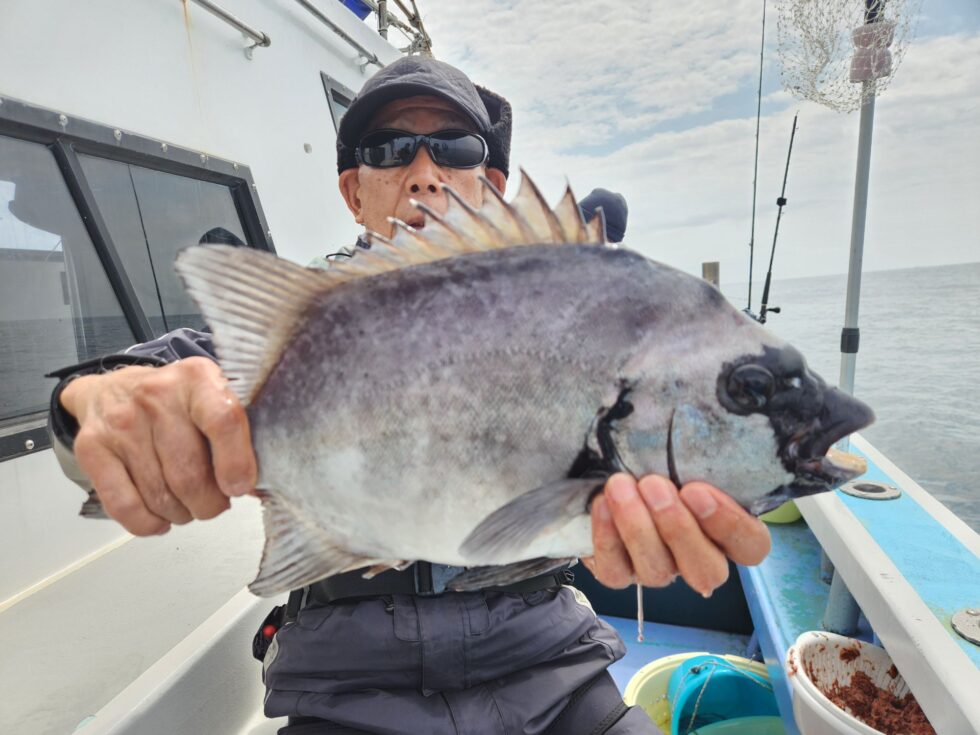 今日もイシダイ登場!