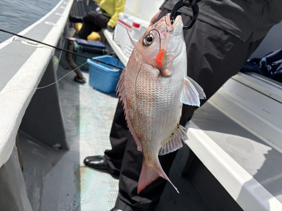 伊勢湾一つテンヤ真鯛予約受付中！