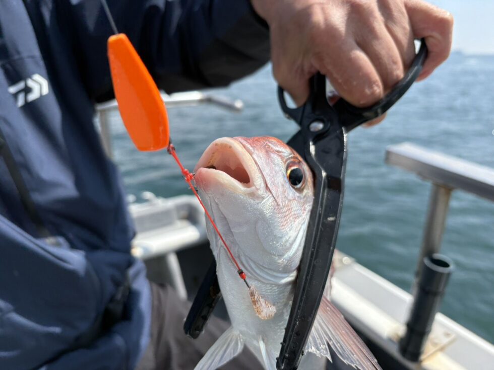 イサキ船、一つテンヤ真鯛船、ウタセ五目船、予約お待ちしてます